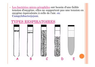  Les bactéries micro-aérophiles ont besoin d'une faible
tension d'oxygène, elles ne supportent pas une tension en
oxygène équivalente à celle de l'air. ex:
Campylobacterjejuni.
TYPES RESPIRATOIRES
A B C D E
 