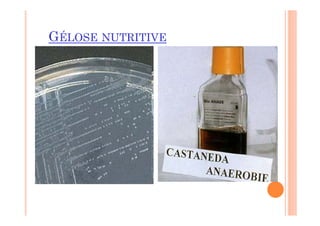 GÉLOSE NUTRITIVE
 