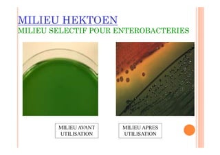MILIEU HEKTOEN
MILIEU SELECTIF POUR ENTEROBACTERIES
MILIEU AVANT
UTILISATION
MILIEU APRES
UTILISATION
 