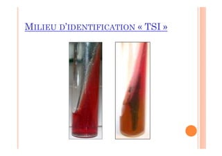 MILIEU D’IDENTIFICATION « TSI »
 