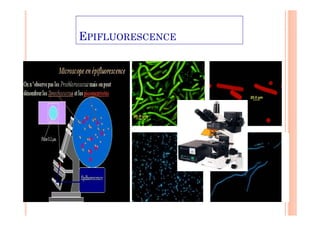 EPIFLUORESCENCE
 