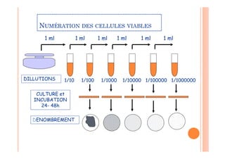 NUMÉRATION DES CELLULES VIABLES
1 ml 1 ml 1 ml 1 ml 1 ml 1 ml
1/10 1/100 1/1000 1/10000 1/100000 1/1000000
DILLUTIONS
CULTURE et
INCUBATION
24- 48h
DENOMBREMENT
 