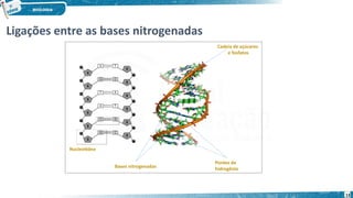 Ligações entre as bases nitrogenadas
Nucleotídeo
Bases nitrogenadas
Pontes de
hidrogênio
Cadeia de açúcares
e fosfatos
13
 