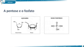 A pentose e o fosfato
AÇÚCARES ÁCIDO FOSFÓRICO
Desoxirribose Ribose
8
 