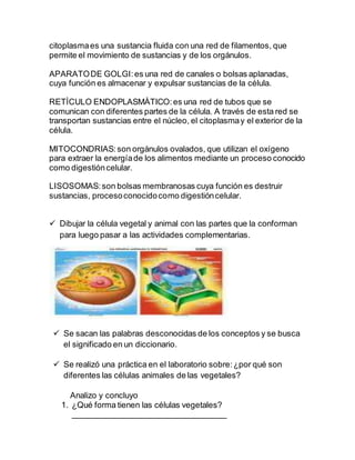 citoplasmaes una sustancia fluida con una red de filamentos, que
permite el movimiento de sustancias y de los orgánulos.
APARATODE GOLGI:es una red de canales o bolsas aplanadas,
cuya función es almacenar y expulsar sustancias de la célula.
RETÌCULO ENDOPLASMÀTICO:es una red de tubos que se
comunican con diferentes partes de la célula. A través de esta red se
transportan sustancias entre el núcleo, el citoplasmay el exterior de la
célula.
MITOCONDRIAS:son orgánulos ovalados, que utilizan el oxígeno
para extraer la energíade los alimentos mediante un proceso conocido
como digestióncelular.
LISOSOMAS:son bolsas membranosas cuya función es destruir
sustancias, procesoconocidocomo digestióncelular.
 Dibujar la célula vegetal y animal con las partes que la conforman
para luego pasar a las actividades complementarias.
 Se sacan las palabras desconocidas de los conceptos y se busca
el significado en un diccionario.
 Se realizó una práctica en el laboratorio sobre:¿por qué son
diferentes las células animales de las vegetales?
Analizo y concluyo
1. ¿Qué forma tienen las células vegetales?
__________________________________
 