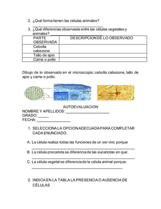 2. ¿Qué forma tienen las células animales?
__________________________________
3. ¿Qué diferencias observaste entre las células vegetales y
animales? _________________________
PARTE
OBSERVADA
DESCRIPCIONDE LO OBSERVADO
Cebolla
cabezona
Tallo de apio
Carne o pollo
Dibujo de lo observado en el microscopio; cebolla cabezona, tallo de
apio y carne o pollo.
AUTOEVALUACION
NOMBRE Y APELLIDOS:_____________________
GRADO:_____
FECHA: ________________
1. SELECCIONA LA OPCIONADECUADAPARA COMPLETAR
CADA ENUNCIADO.
A. La célula realiza todas las funciones de un ser vivo porque
__________________________________________________
B. La célula procariota se diferenciade las eucariotas en que:
__________________________________________________
C. La célula vegetal se diferenciade la célula animal porque:
____________________________________________
2. INDICA EN LA TABLA LA PRESENCIAO AUSENCIA DE
CÈLULAS
 