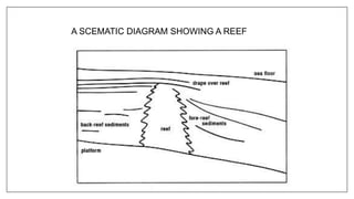 A SCEMATIC DIAGRAM SHOWING A REEF
 