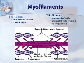 Comprehensive Overview of Muscle Tissues and Muscular System Functions ...