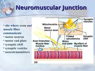 Comprehensive Overview of Muscle Tissues and Muscular System Functions ...