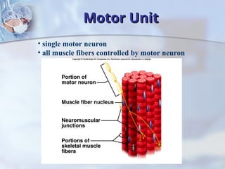 Comprehensive Overview of Muscle Tissues and Muscular System Functions ...