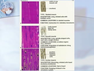 Comprehensive Overview of Muscle Tissues and Muscular System Functions ...