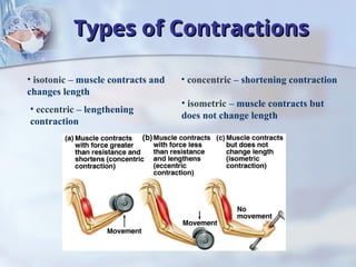 Comprehensive Overview of Muscle Tissues and Muscular System Functions ...