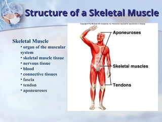 Comprehensive Overview of Muscle Tissues and Muscular System Functions ...