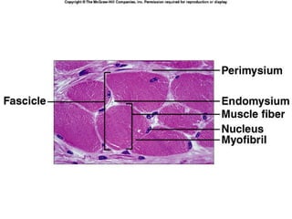 Comprehensive Overview of Muscle Tissues and Muscular System Functions ...