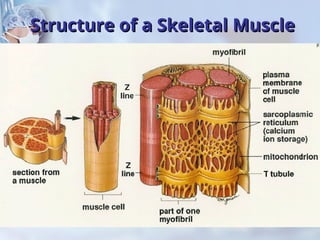 Comprehensive Overview of Muscle Tissues and Muscular System Functions ...