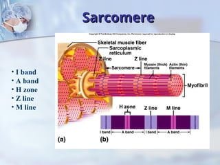 Comprehensive Overview of Muscle Tissues and Muscular System Functions ...