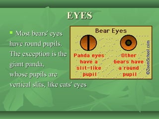 EYESEYES
 Most bears' eyesMost bears' eyes
have round pupils.have round pupils.
The exception is theThe exception is the
giant panda,giant panda,
whose pupils arewhose pupils are
vertical slits, like cats' eyesvertical slits, like cats' eyes
 