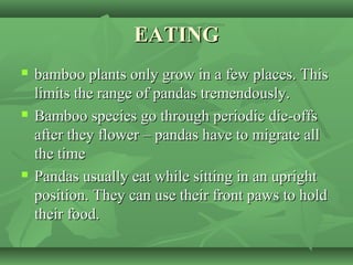 EATINGEATING
 bamboo plants only grow in a few places. Thisbamboo plants only grow in a few places. This
limits the range of pandas tremendously.limits the range of pandas tremendously.
 Bamboo species go through periodic die-offsBamboo species go through periodic die-offs
after they flower – pandas have to migrate allafter they flower – pandas have to migrate all
the timethe time
 Pandas usually eat while sitting in an uprightPandas usually eat while sitting in an upright
position. They can use their front paws to holdposition. They can use their front paws to hold
their food.their food.
 