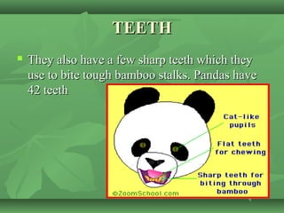 TEETHTEETH
 They also have a few sharp teeth which theyThey also have a few sharp teeth which they
use to bite tough bamboo stalks. Pandas haveuse to bite tough bamboo stalks. Pandas have
42 teeth42 teeth
 