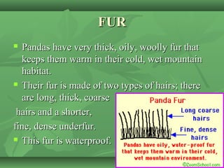 FURFUR
 Pandas have very thick, oily, woolly fur thatPandas have very thick, oily, woolly fur that
keeps them warm in their cold, wet mountainkeeps them warm in their cold, wet mountain
habitat.habitat.
 Their fur is made of two types of hairs; thereTheir fur is made of two types of hairs; there
are long, thick, coarseare long, thick, coarse
hairs and a shorter,hairs and a shorter,
fine, dense underfur.fine, dense underfur.
 This fur is waterproof.This fur is waterproof.
 