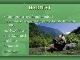HABITATHABITAT
 Giant pandas are found in mixedGiant pandas are found in mixed
deciduous/evergreen temperate forests, betweendeciduous/evergreen temperate forests, between
3,0003,000
and 10,500 feetand 10,500 feet
(900-3,200 m) I(900-3,200 m) I
n altituden altitude
(below the(below the
timberline).timberline).
 