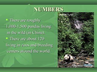 NUMBERSNUMBERS
 There are roughlyThere are roughly
1,000-1,500 pandas living1,000-1,500 pandas living
in the wild (in China).in the wild (in China).
 There are about 120There are about 120
living in zoos and breedingliving in zoos and breeding
centers around the world.centers around the world.
 