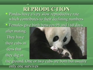 REPRODUCTIONREPRODUCTION
 Pandas have a very slow reproductive ratePandas have a very slow reproductive rate
which contributes to their declining numberswhich contributes to their declining numbers
 Females give birth between 95 and 160 daysFemales give birth between 95 and 160 days
after mating.after mating.
They haveThey have
their cubs intheir cubs in
dens thatdens that
they dig inthey dig in
the ground. One or two cubs are born but usuallythe ground. One or two cubs are born but usually
only one survivesonly one survives
 