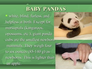 BABY PANDASBABY PANDAS
 white, blind, furless, andwhite, blind, furless, and
helpless at birth. Except forhelpless at birth. Except for
marsupials (kangaroos,marsupials (kangaroos,
opossums, etc.), giant pandaopossums, etc.), giant panda
cubs are the smallest newborncubs are the smallest newborn
mammals. They weigh fourmammals. They weigh four
to six ounces (85-140 g) asto six ounces (85-140 g) as
newborns. This is lighter thannewborns. This is lighter than
an apple.an apple.
 