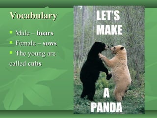 VocabularyVocabulary
 Male –Male – boarsboars
 Female –Female – sowssows
 The young areThe young are
calledcalled cubscubs
 