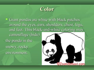 ColorColor
 Giant pandas are white with black patchesGiant pandas are white with black patches
around the eyes, ears, shoulders, chest, legs,around the eyes, ears, shoulders, chest, legs,
and feet. This black-and-white coloring mayand feet. This black-and-white coloring may
camouflage (hide)camouflage (hide)
the panda in thethe panda in the
snowy, rockysnowy, rocky
environment.environment.
 