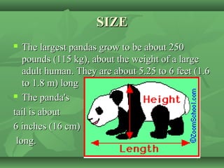 SIZESIZE
 The largest pandas grow to be about 250The largest pandas grow to be about 250
pounds (115 kg), about the weight of a largepounds (115 kg), about the weight of a large
adult human. They are about 5.25 to 6 feet (1.6adult human. They are about 5.25 to 6 feet (1.6
to 1.8 m) longto 1.8 m) long
 The panda'sThe panda's
tail is abouttail is about
6 inches (16 cm)6 inches (16 cm)
long.long.
 