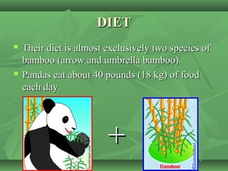 DIETDIET
 Their diet is almost exclusively two species ofTheir diet is almost exclusively two species of
bamboo (arrow and umbrella bamboo).bamboo (arrow and umbrella bamboo).
 Pandas eat about 40 pounds (18 kg) of foodPandas eat about 40 pounds (18 kg) of food
each day.each day.
++
 