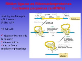 RNAm liga-se as Ribonucleoproteínas
       nucleares pequenas (snRNPs)

 Splicing mediado por
spliciossomo:
Utiliza ATP

•FUNÇÃO:

 ajuda a clivar no sítio
de splicing
remove intron
une os éxons
anteriores e posteriores
 