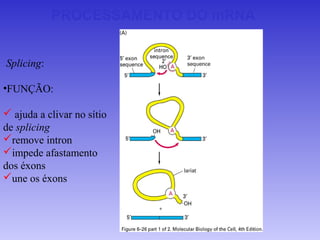 PROCESSAMENTO DO mRNA


Splicing:

•FUNÇÃO:

 ajuda a clivar no sítio
de splicing
remove intron
impede afastamento
dos éxons
une os éxons
 