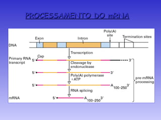PROCESSAMENTO DO mRNA
 