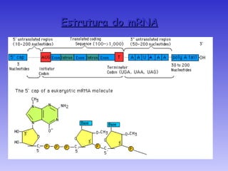 Estrutura do mRNA
 