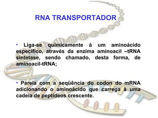RNA TRANSPORTADOR


• Liga-se quimicamente à um aminoácido
específico, através da enzima aminoacil –tRNA
sintetase, sendo chamado, desta forma, de
aminoacil-tRNA;


• Pareia com a seqüência do codon do mRNA
adicionando o aminoácido que carrega à uma
cadeia de peptídeos crescente.
 