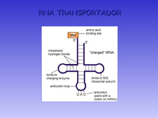 RNA TRANSPORTADOR
 
