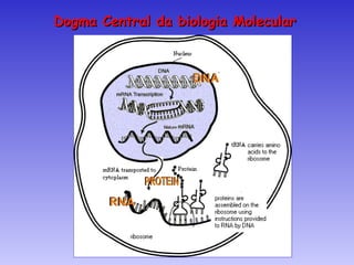 Dogma Central da biologia Molecular
 