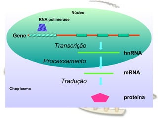 Núcleo
             RNA polimerase



 Gene
                    Transcrição
                                       hnRNA
               Processamento
                                       mRNA
                       Tradução
Citoplasma

                                       proteína
 