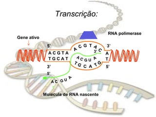 Transcrição:

                                         RNA polimerase
Gene ativo
              5’             CG TA C    3’
                           A     3’
               ACGTA                    A
               TGCAT       AC
                                GU A    T
                           TG
              3’                C A T G 5’
              5’
                       A


                   AC GU


             Molécula de RNA nascente
 