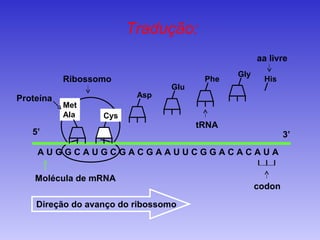 Tradução:
                                                   aa livre
                                             Gly
           Ribossomo                   Phe          His
                                Glu
Proteína                 Asp
           Met
           Ala    Cys
                                      tRNA
   5’                                                      3’
    AUGGCAUGCGACGAAUUCGGACACAUA

    Molécula de mRNA
                                                   codon

    Direção do avanço do ribossomo
 