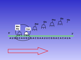 Gly
                             Phe         His
                       Glu
                 Asp
     Met
     Ala   Cys

5’                                             3’
 AUGGCAUGCGACGAAUUCGGACACAUA
 