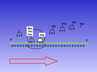 Gly
                        Phe         His
                  Glu
      Met
      Ala
      Cys   Asp

5’                                        3’
 AUGGCAUGCGACGAAUUCGGACACAUA
 