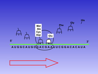 His
                            Gly
          Met         Phe
          Ala
          Cys
          Asp   Glu

5’                                      3’
 AUGGCAUGCGACGAAUUCGGACACAUA
 