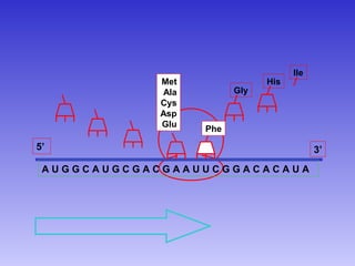 Ile
            Met               His
            Ala         Gly
            Cys
            Asp
            Glu
                  Phe

5’                                        3’
 AUGGCAUGCGACGAAUUCGGACACAUA
 