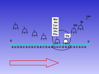 Lys
               Met
               Ala               Ile
               Cys         His
               Asp
               Glu
               Phe
                     Gly

5’                                     3’
 AUGGCAUGCGACGAAUUCGGACACAUA
 