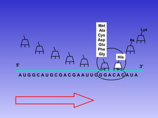 Met
                  Ala               Lys
                  Cys
                  Asp         Ile
                  Glu
                  Phe
                  Gly
                        His

5’                                  3’
 AUGGCAUGCGACGAAUUCGGACACAUA
 