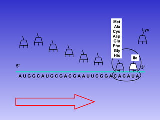 Met
                      Ala
                      Cys         Lys
                      Asp
                      Glu
                      Phe
                      Gly
                      His
                            Ile

5’                                3’
 AUGGCAUGCGACGAAUUCGGACACAUA
 