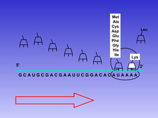 Met
                      Ala
                      Cys
                      Asp          Leu
                      Glu
                      Phe
                      Gly
                      His
                       Ile
                             Lys

5’                                 3’
 GCAUGCGACGAAUUCGGACACAUAAAA
 